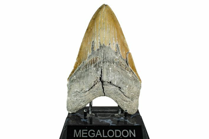 Serrated, Fossil Megalodon Tooth - North Carolina Monster #338491
